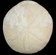Fossil Echinoid (Echinolampas) - Dakhla, Morocco #46429-1